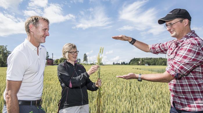 Årsaker til at avlingspotensialet i norsk kornproduksjon ikke tas ut Hva er avlingspotensialet?
