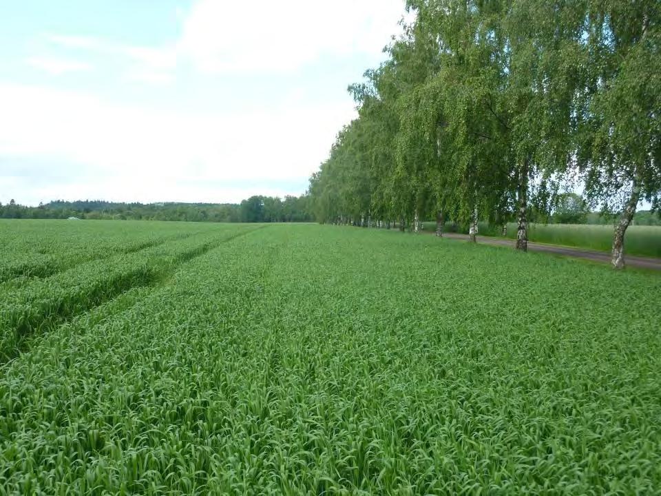 Åkrene var flotte, ikke