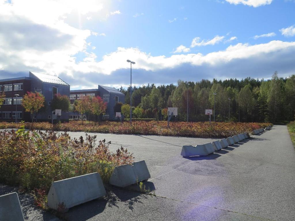 Figur 6. Rognspirea er plantet i store mengder i midtrabattene på den store parkeringsplassen langs grøften. Foto: Ole J. Lønnve.