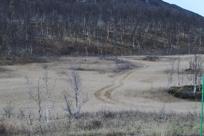 I et skytefelt vil det være både veier og spor etter kjøring i terrenget (Foto: Ole Magnus Rapp) Konklusjonen er altså at konsekvensutredningene stort sett bommet i sine antakelser.