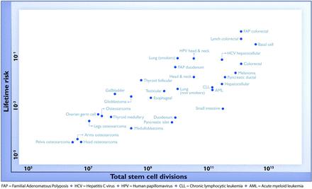 Variation in cancer risk among tissues can be explained by the number of stem cell divisions.