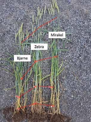 130 Abrahamsen, U. & A. Ø. Kristoffersen / NIBIO BOK 4 (1) Dyrkingsteknikk i Mirakel vårhvete Unni Abrahamsen og Annbjørg Øverli Kristoffersen NIBIO Korn og frøvekster, Apelsvoll unni.