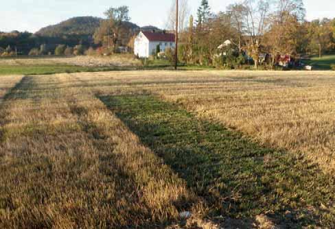 oktober upussa, men ruta i forkant var avpussa med beitepusser og avpussa materiale fjerna 25. september. Foto: Trygve S. Aamlid.