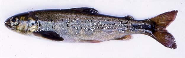 Number of mussel larvae per infected fish Hofstadelva (NT), oktober 23 (B.M.