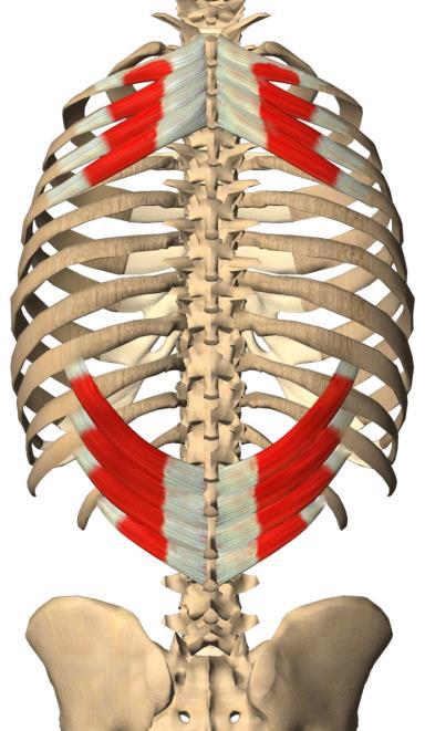 Serratus