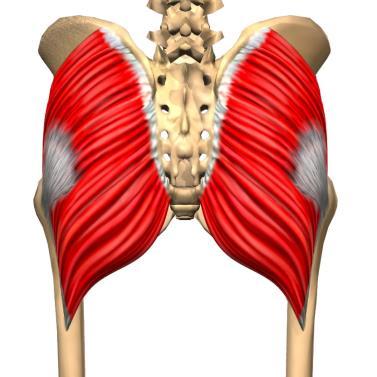 Iliopsoas 55