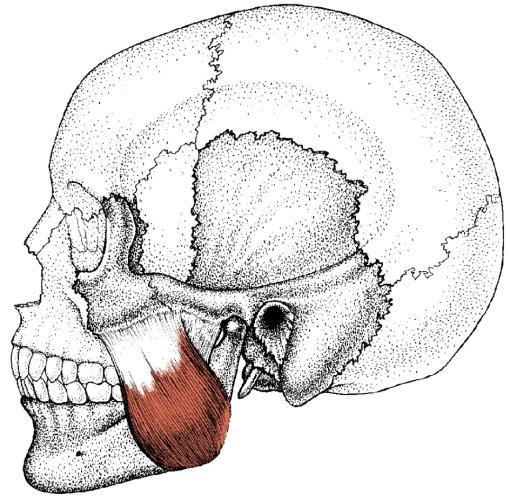 Masseter 15