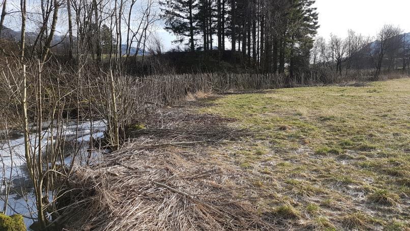 Kantvegetasjon «Langs bredden av vassdrag med årssikker vannføring skal det opprettholdes et begrenset naturlig vegetasjonsbelte som motvirker avrenning og gir levested for planter