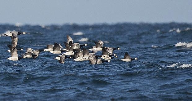 6. Hvitkinngås (Branta leucopsis) Grønland/Irland 3 bestander: Svalbard/Skottland