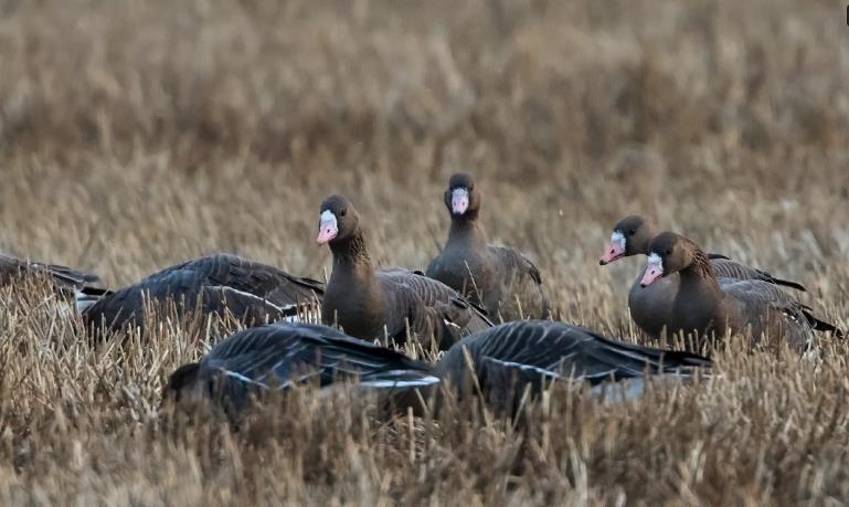 3. Tundragås (Anser albifrons) - Vestlig tundragås (underart flavirostris): Britiske øyer Island. sterke vinder sep-okt kan bli blåst til Norge.