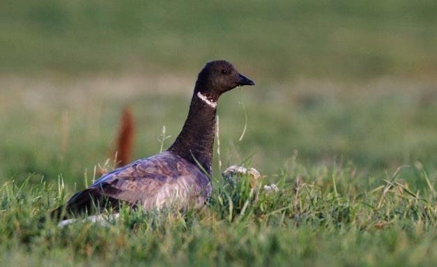 4. Ringgås (Branta bernicla) - Underarten HROTA overvintrer i bl.a. Danmark, trekker langs norskekysten videre til Svalbard hvor den hekker.