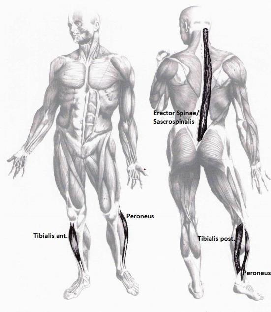 M. Psoas, major og minor. M. Iliacus (M. Psoasiliacus) M. Psoas, major og minor. Utspring: Th 12 L4 Feste: Lille knuten på lårbenets hode (innsida) Funksjon: Fleksjon (bøy)i hofteleddet. Obs!