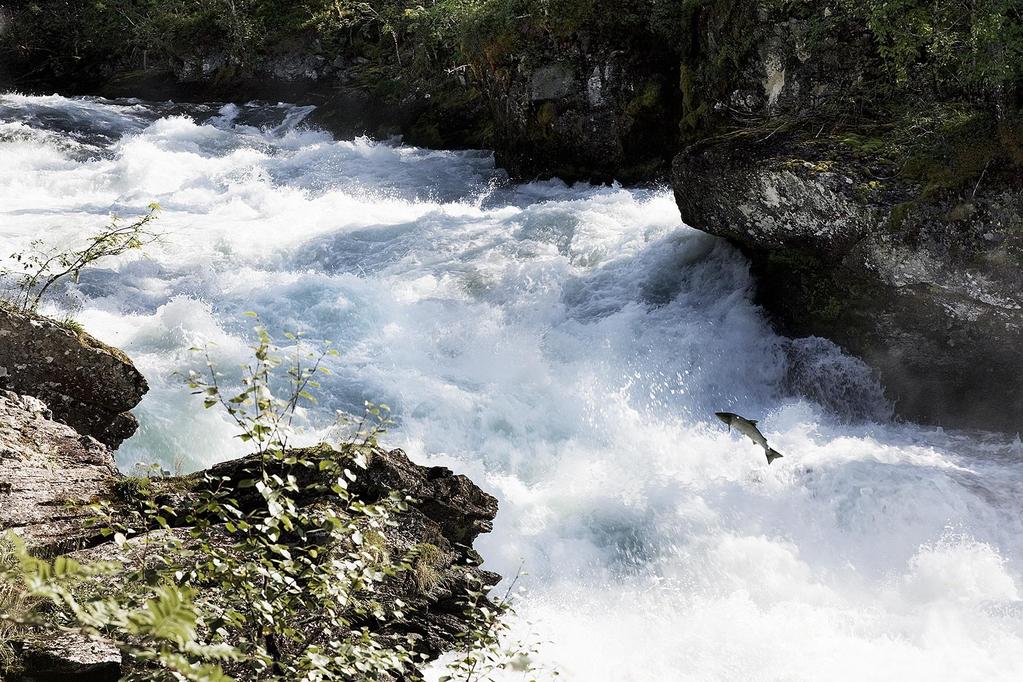 Villaksen gjennom 150 år Villaksen var starten på turismen i Norge på 1870 talet Villaksen vart svært viktig for mange lokalsamfunn Norske sportsfiskarar tok over elvane etter krigen Fødestova og