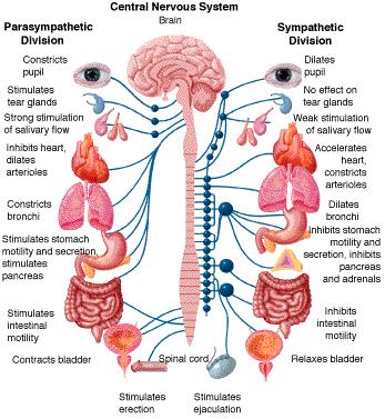 Neonatalt abstinens syndrom (NAS)