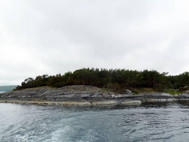 Sagtang dominerte øverste del av sjøsonen, med enkelte individer av fingertare (Laminaria digitata) innimellom (figur 25).