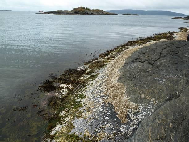 Bruntufs (Spacelaria cirrosa) og bjellehydroider (Obelia geniculata) var dominerende epifytter på skolmetang. Fjellet var dekket av kalkalgen vorterugl (Lithothamnion cf. glaciale).