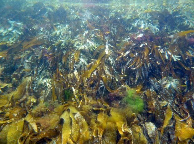 lenormandii) og deretter vorterugl (Lithothamnion glaciale) dypere ned i vannsøylen.