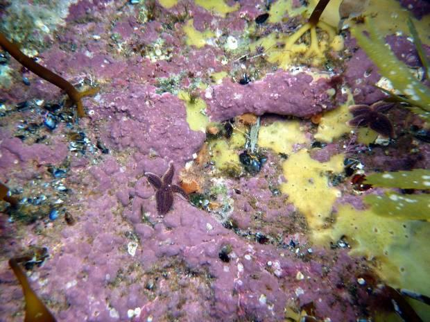 Membranmosdyr kommer tydelig frem med som det hvite i bildet. Nederst t.v. trådformede alger som rødlo, Cladophora sp., strandtegl, Ceramium sp. og juvenile blåskjell i store mengder. Nederst t.h. fjellvegg dekket av kalkalger, brødsvamp samt noen sjønelliker og vanlig korstroll.