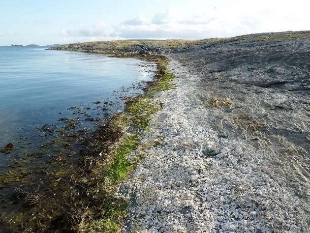 I øvre deler av litoralsonen dannet fjærerur et tydelig bredt belte på mellom 1-2 m (figur 28).