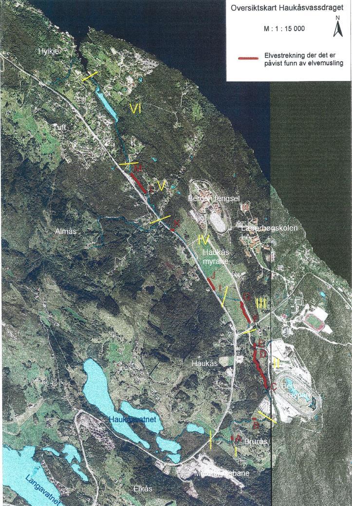 Gjennoppdagelsen av elvemuslingen fikk stor betydning Stor oppmerksomhet og mange avisoppslag Eget vennelag dannet.