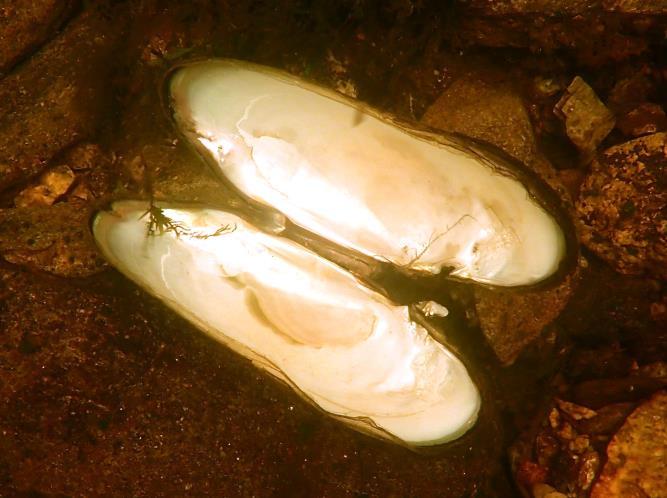 Glochidier (gyteprodukter) ble samlet inn fra muslinger oppbevart i bøtter under feltarbeidet på stasjon 2 (midtre) og oppbevart på ren etanol for senere mikroskopering av utviklingsstadium (Schede