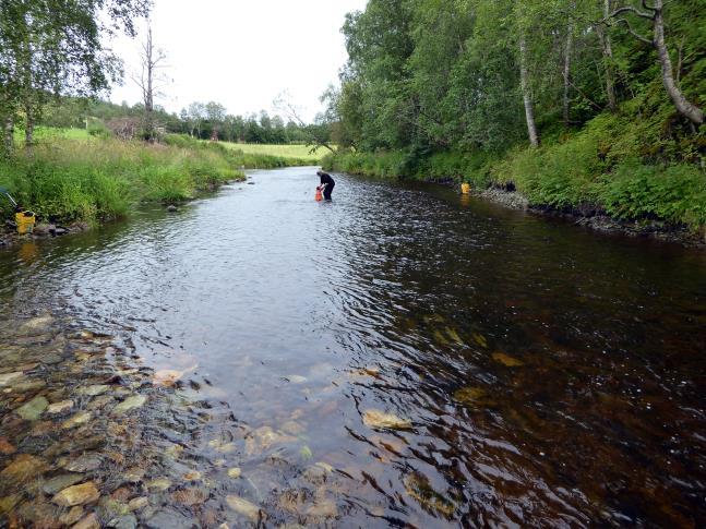 Substratet preget av banker med finere sedimenter som igjen var overvokst med tette kolonier av tusenblad Myriophylum alterniflorum. Flekkvis bare partier med sand og grus i mange fraksjoner.