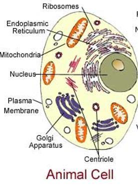 DYRECELLE Har ikke cellevegg og ikke kloroplaster Vakuoler er små