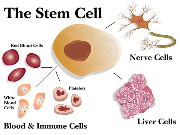 STAMCELLER Celler dør hele tiden og det blir produsert nye celler Stamceller: Det er cellene som produserer de fleste av de nye cellene Stamceller kalles også «morceller» Stamceller er