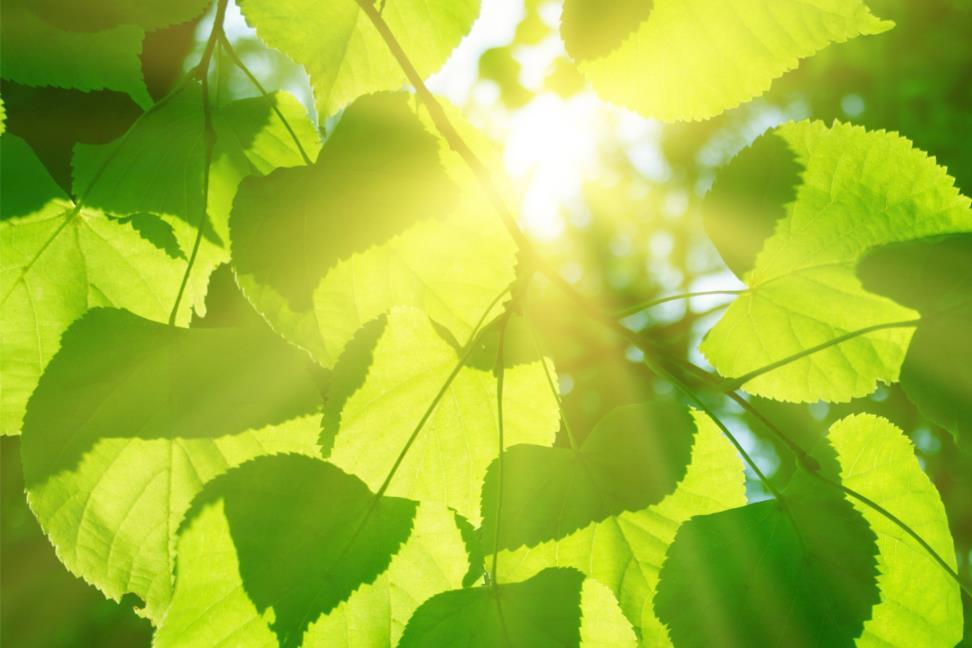 FOTOSYNTESEN Trenger lys Gunstig temperatur