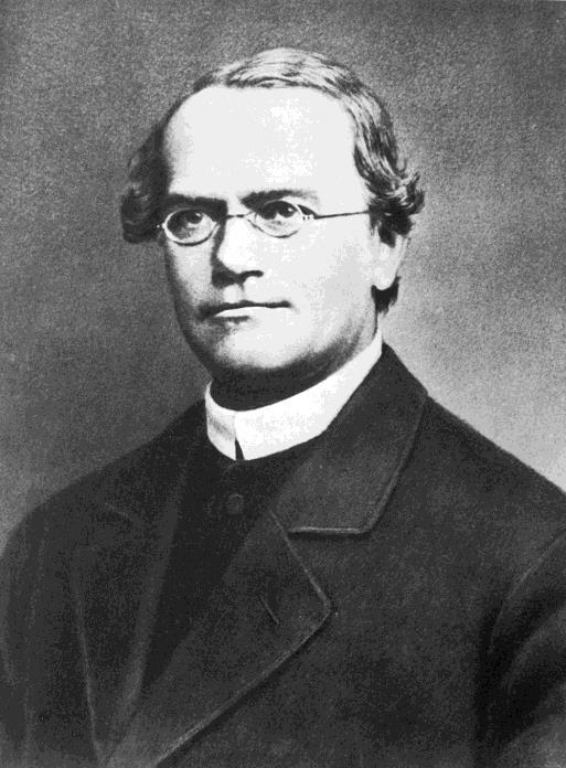 GREGOR MENDEL Munk fra Østerrike 1882 1884 Studerte egenskaper til erteplanter hvordan de arves Først etter han var død, ble andre forskere opptatt av