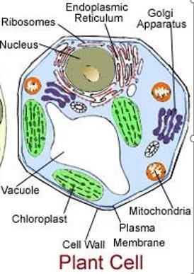 PLANTECELLE Plantene har fotosyntese Planteceller har: Kloroplaster, cellevegg og