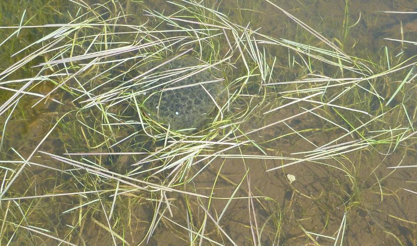 Figur 6: Eggklase fra spissnutet frosk på grunna i sørenden av dammen. Eggklasen er liten, kuleformet og larvene er mindre utviklet enn i de nærliggende klasene.