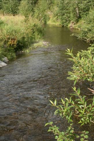 Fisken kan vandre fritt