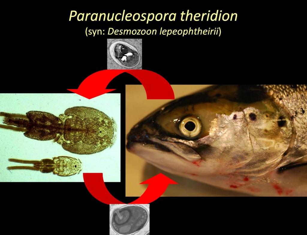 Parasitter Ichthyobodo salmonis (I.
