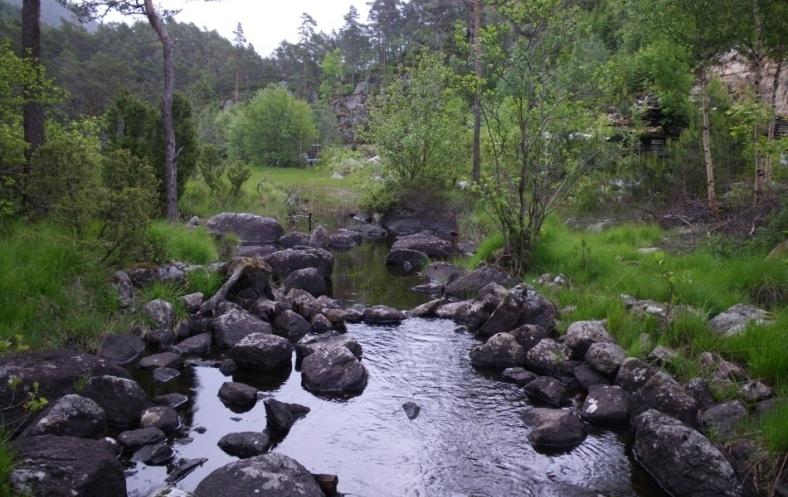 Overvåking eksempel 1: Svinesbekken (Rogaland) Det var om lag 41 elvemusling i Svinesbekken i 23, men av disse var 5-65 % nedgravd i substratet.