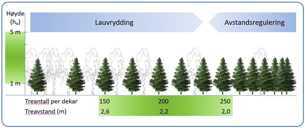 Standarden Ut fra den faglige gjennomgangen foran, som er en sammenstilling av det forskningen mener i dag, er prosjektet kommet fram til en standard for ungskogpleie (lauvrydding og