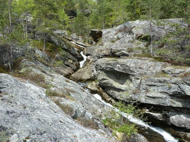 Fra høydekote 25 m går det gradvis over i småbregneskog (A5) og blåbærskog (A4) og bjørk og rogn overtar som de mer dominerende treslagene.