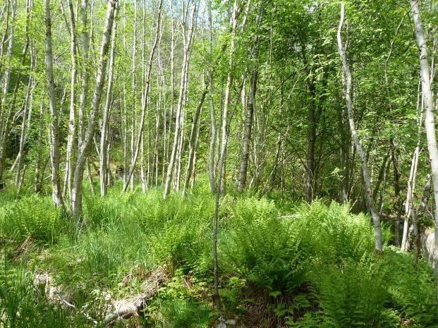 Fra høydekote 50 m og opp til planlagt inntak er det en mosaikk av blåbærskog og knausskog (A6).