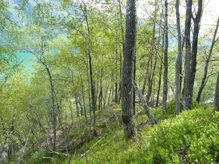 Det ble imidlertid funnet fire naturtyper (fem lokaliteter) etter DN-håndbok 13 i tiltaksområdet.