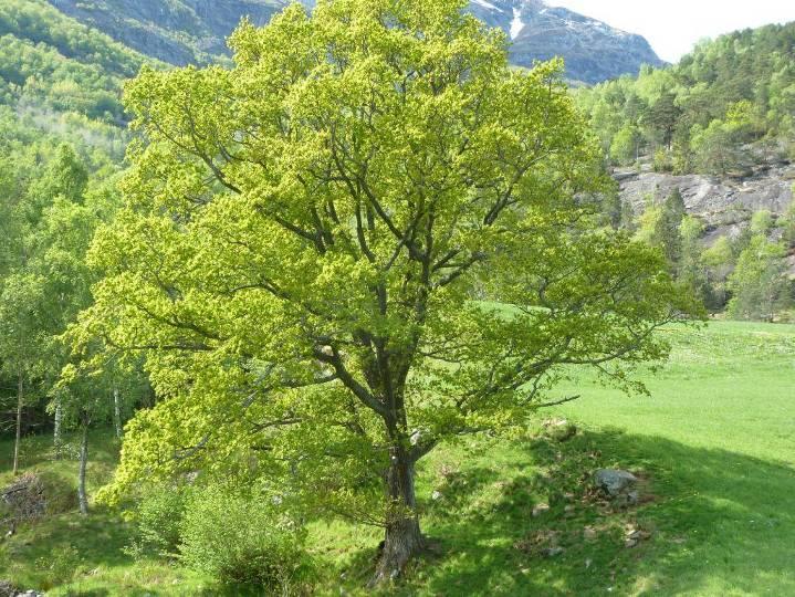 Mellom pollen og den dyrka marken ved Rymbil står det en stor gammel eik (naturtype store gamle trær (D12)), se figur 8D.