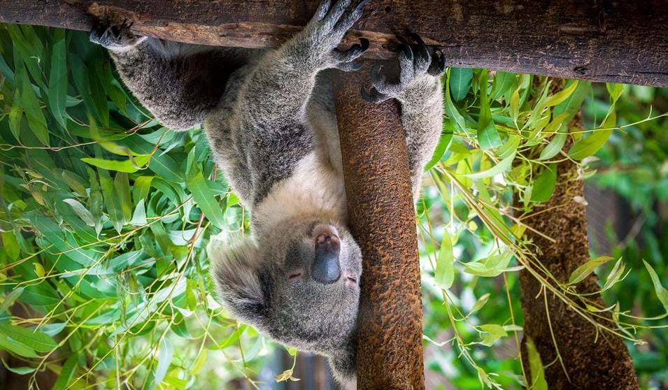 Søvnig Koala i Australia fjellandsbyen, Leura.