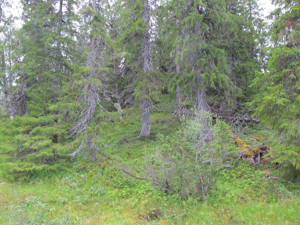 Foto: Rein Midteng Fra Støttingdalen.