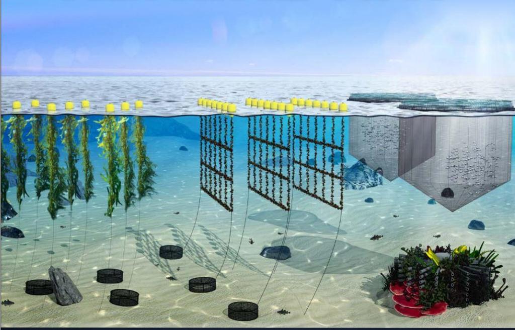 WP3: Aquaculture Barriers and Opportunities (2) Aquaculture nutrient and heavy metal balances Field and lab experiments to optimize MTA design