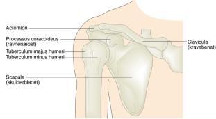 Anatomi i skulder og skulderbue Skulderbuen består av skulderbladet (scapula) og kragebeinet (clavikula). Fremme på skulderbladet sitter en leddflate til overarmen som danner skulderleddet.