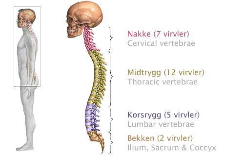 Anatomi av rygg og mage Skjelettet i overkroppen består av ryggsøylen, ribbein og bekken.