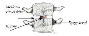 Hver ryggvirvel har en ryggtagg som vi kan kjenne når vi trykker rett mot ryggsøylen, og en tverrtagg på hver side.