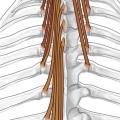Erector spinae (den store ryggstrekkeren) også kalt det sakrospinale system består av flere muskler som springer ut fra korsbenet (os sakrum) og nedre delen av korsryggen og har fibre som stort sett