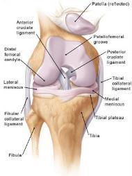 Anatomi i kneet Kneleddet er sammenhengen mellom de to lengste knoklene i kroppen; femur (lårbeinet) og tibia (leggbeinet).