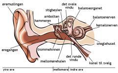 Appendix Svømmerøre Svømmerøre, eller otitis externa, er en inflammasjon, infeksjon eller irritasjon i den ytre ørekanalen, fra trommehinne til utsiden av øret.