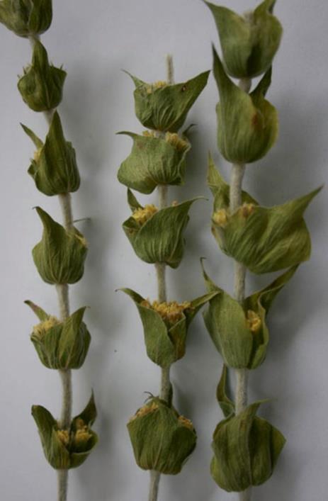Figur 3.2: Bestand av S.scardica [1] Figur 3.3: S.scardica stengel med dekkblader og blomster [1] 3.1.3 Habitat S.